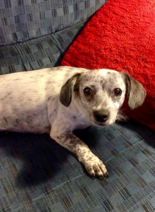 BLUE, an adoptable Dachshund in Colton, CA, 92324 | Photo Image 1