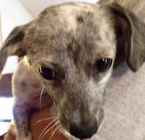 BLUE, an adoptable Dachshund in Colton, CA, 92324 | Photo Image 2