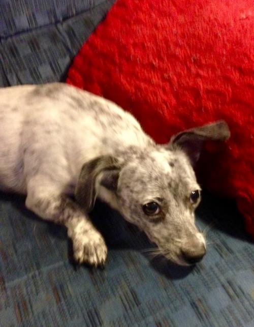 BLUE, an adoptable Dachshund in Colton, CA, 92324 | Photo Image 3