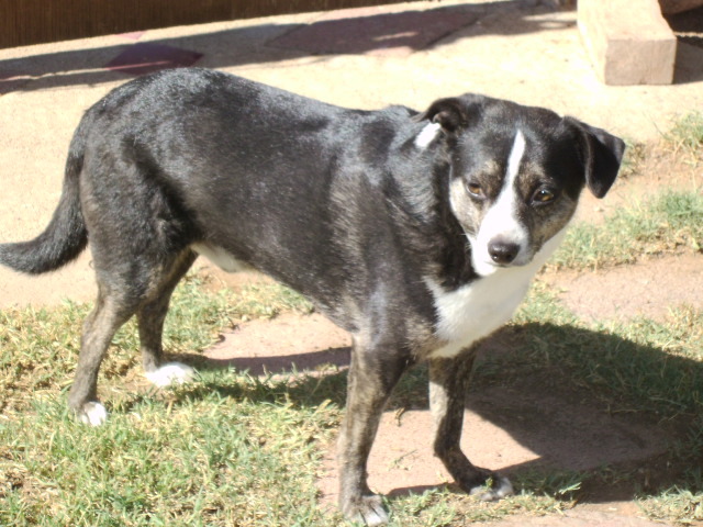 Dog for adoption - Shiloh, a Chihuahua & Whippet Mix in ...