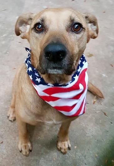 Dog For Adoption Denver A Black Mouth Cur Mix In Monroe Ga Petfinder