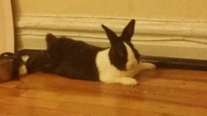 Tuxedo Dutch Rabbit