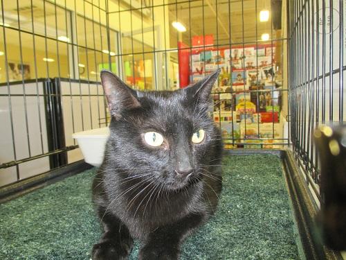 Satin, an adoptable Bombay & Domestic Short Hair Mix in North Plainfield, NJ_image-1