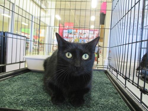 Satin, an adoptable Bombay, Domestic Short Hair in North Plainfield, NJ, 07063 | Photo Image 2