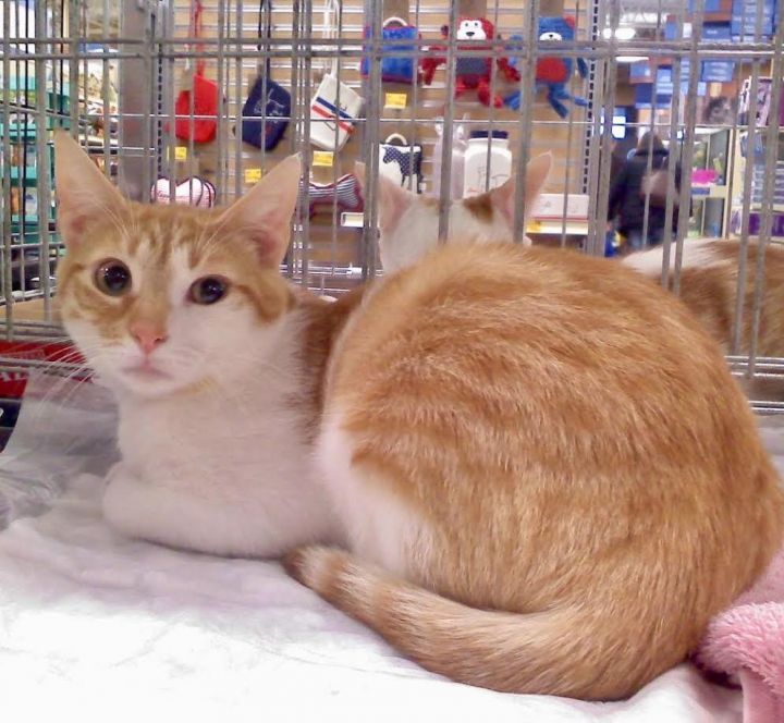 Rory (Marmalade) 3