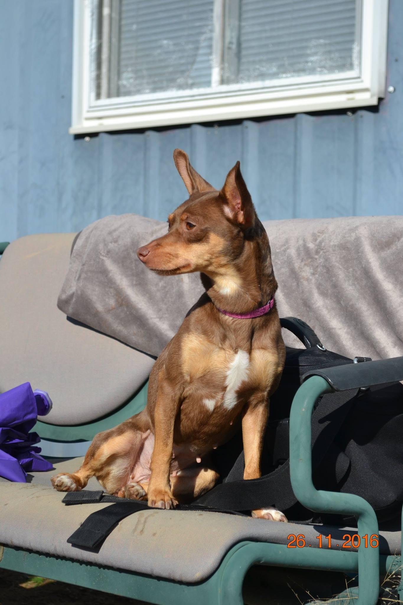 Mercedes (Sadie), an adoptable Miniature Pinscher, Chihuahua in Westfield, MA, 01085 | Photo Image 1