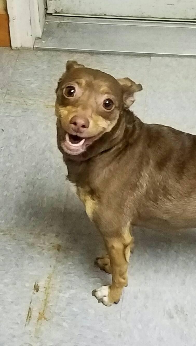 Mercedes (Sadie), an adoptable Miniature Pinscher, Chihuahua in Westfield, MA, 01085 | Photo Image 4