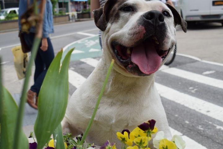Bruno Brunelli Happy Face NJ, an adopted American Bulldog Mix in New York, NY_image-2