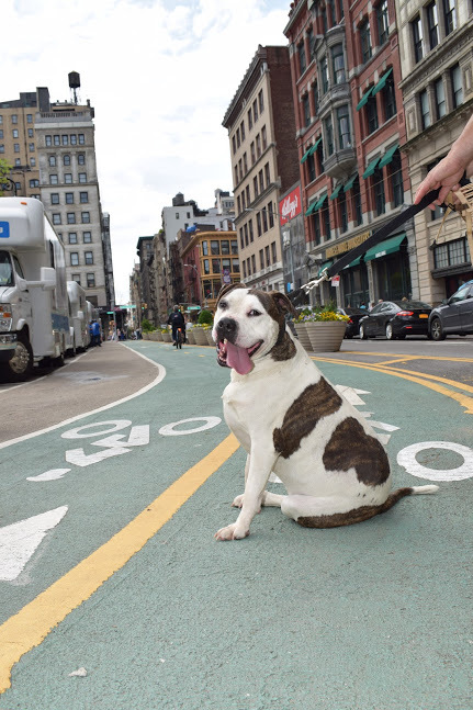 Bruno Brunelli Happy Face NJ, an adopted American Bulldog Mix in New York, NY_image-5