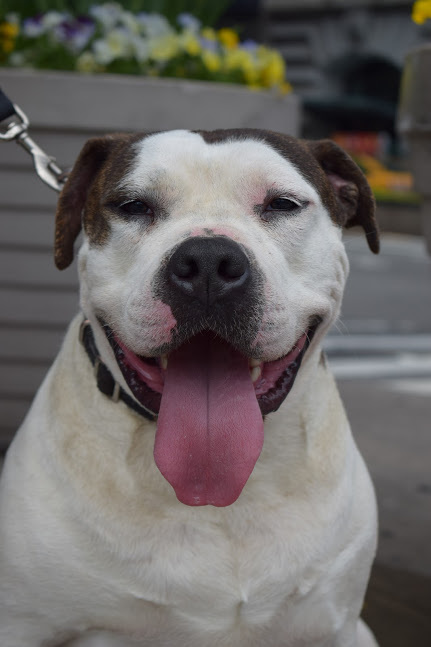 Bruno Brunelli Happy Face NJ, an adoptable American Bulldog Mix in New York, NY_image-1