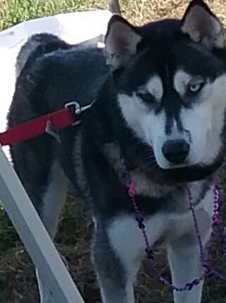 12/15 LOST /STOLEN BabyGirl