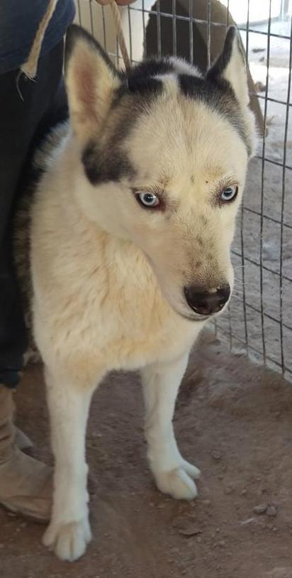 Dog For Adoption Rambo A Siberian Husky In Las Vegas Nv
