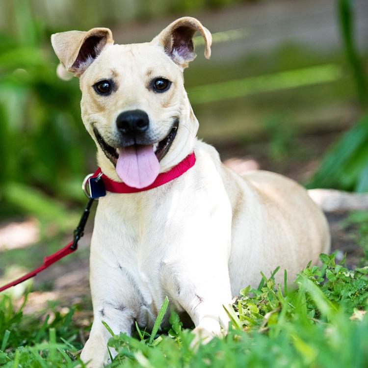 Lulu, an adoptable Mixed Breed in Houston, TX, 77008 | Photo Image 2