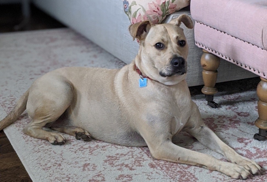 Dog for adoption - Lulu, a Mixed Breed in Houston, TX | Petfinder