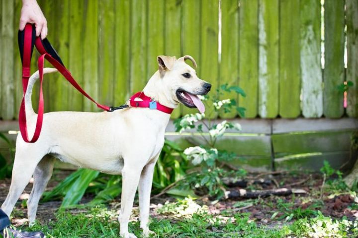 Lulu, an adoptable Mixed Breed in Houston, TX_image-3