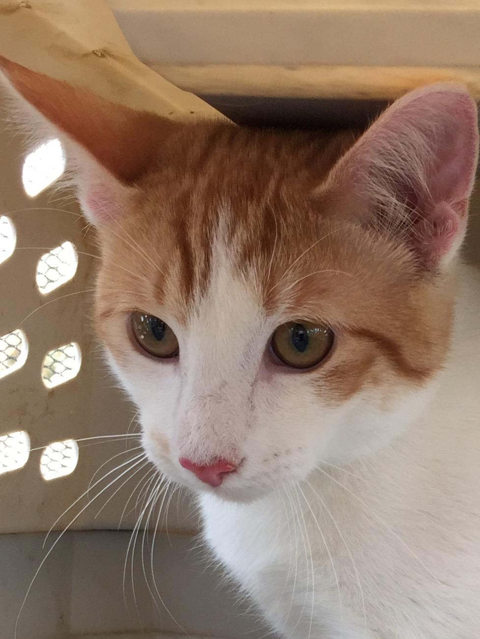 Harley, an adoptable Domestic Short Hair in Dallas, TX, 75228 | Photo Image 1