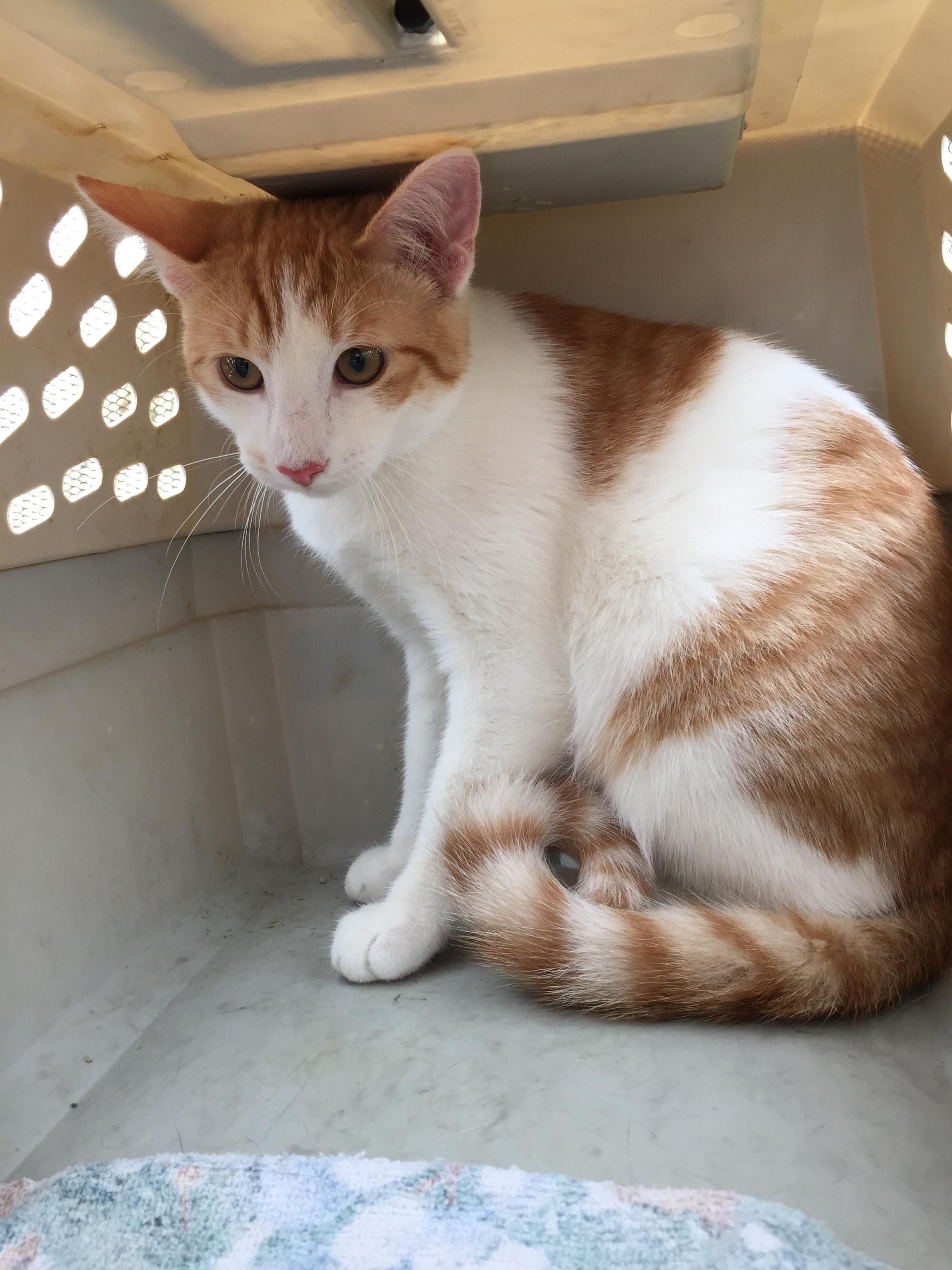 Harley, an adoptable Domestic Short Hair in Dallas, TX, 75228 | Photo Image 2