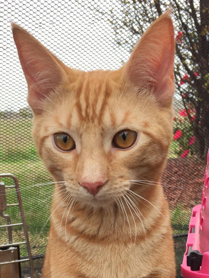 Orange tabby for hot sale adoption