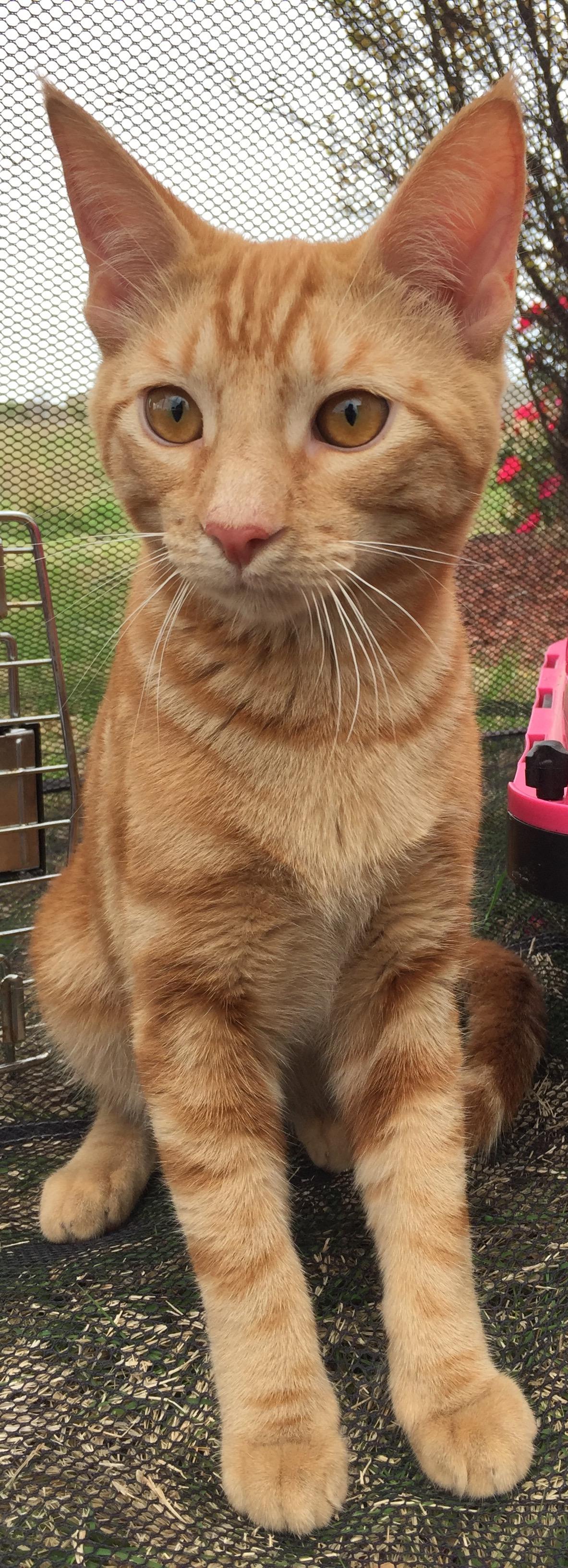 Tigger, an adoptable Tabby in Dallas, TX, 75228 | Photo Image 2