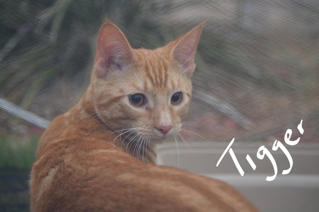 Tigger, an adoptable Tabby in Dallas, TX, 75228 | Photo Image 3