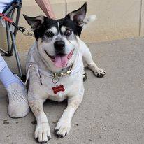 Roxanne, an adoptable Cattle Dog, American Bulldog in Sioux City, IA, 51103 | Photo Image 2