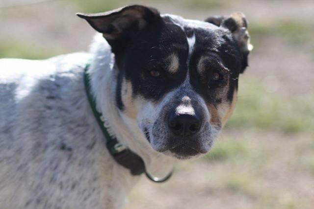 Roxanne, an adoptable Cattle Dog, American Bulldog in Sioux City, IA, 51103 | Photo Image 3