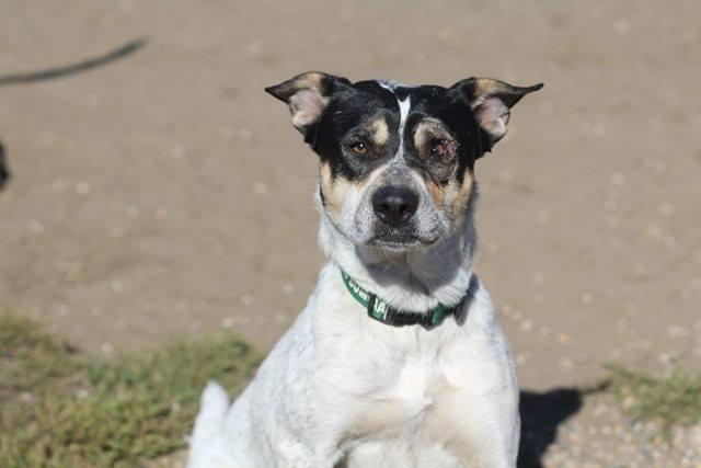 Roxanne, an adoptable Cattle Dog, American Bulldog in Sioux City, IA, 51103 | Photo Image 4