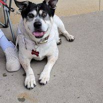 Roxanne, an adoptable Cattle Dog, American Bulldog in Sioux City, IA, 51103 | Photo Image 6