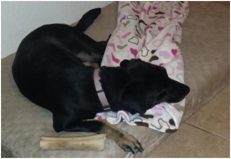 JASMINE 3, an adoptable Labrador Retriever in Chandler, AZ, 85249 | Photo Image 3