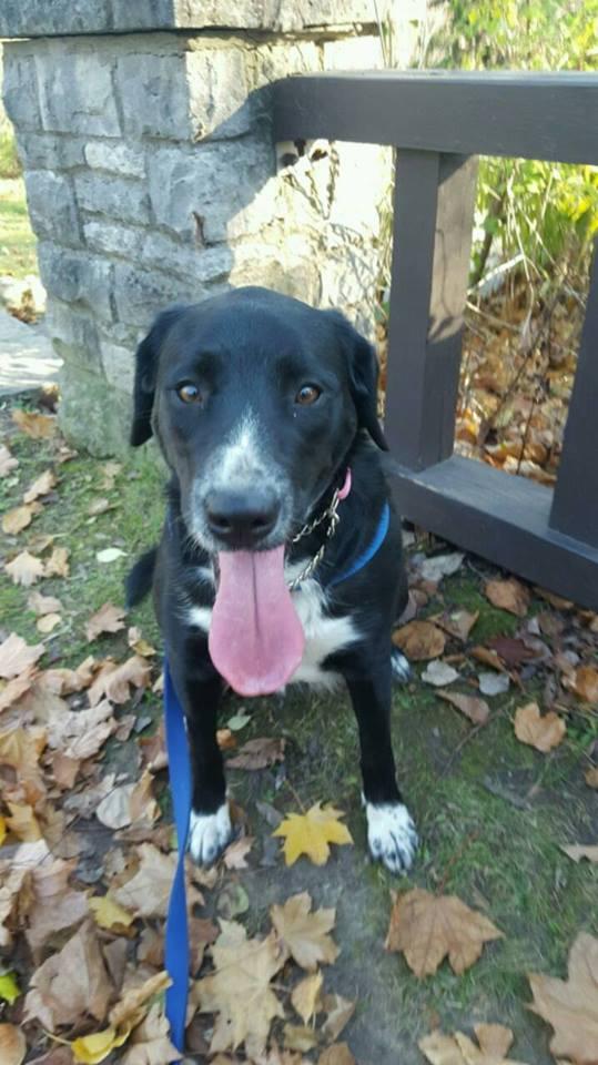 Olive, an adoptable Border Collie, Labrador Retriever in Maumee, OH, 43537 | Photo Image 1