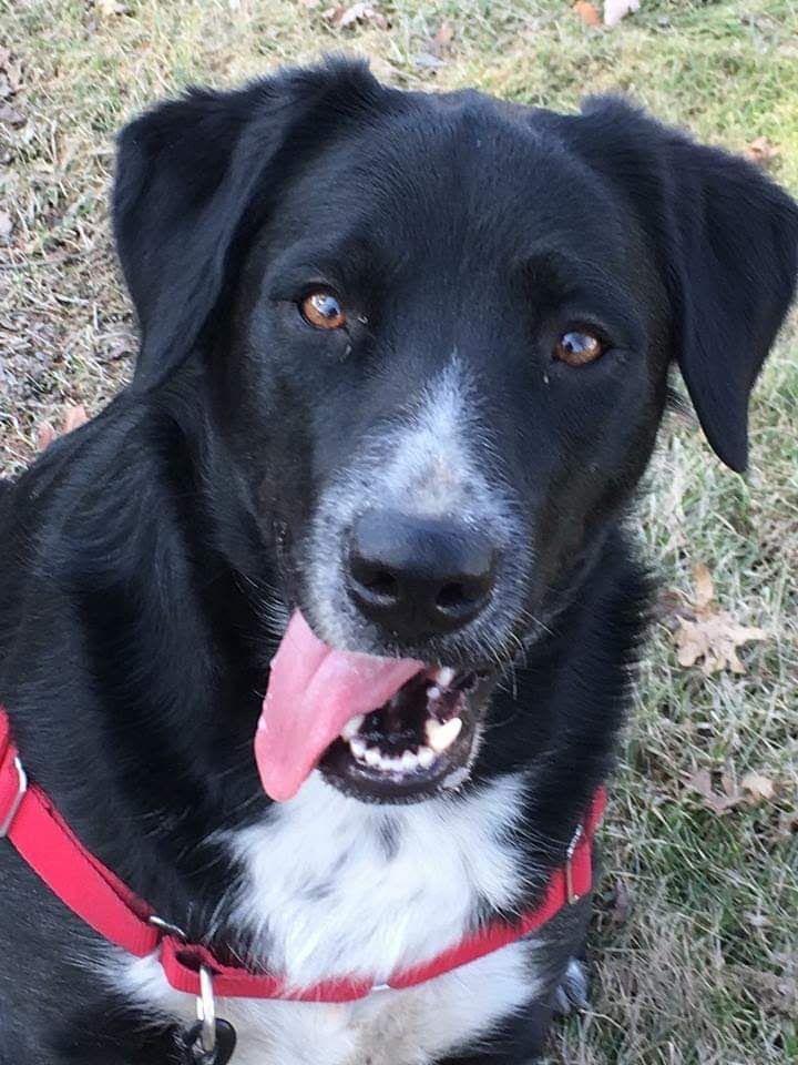 Olive, an adoptable Border Collie, Labrador Retriever in Maumee, OH, 43537 | Photo Image 2