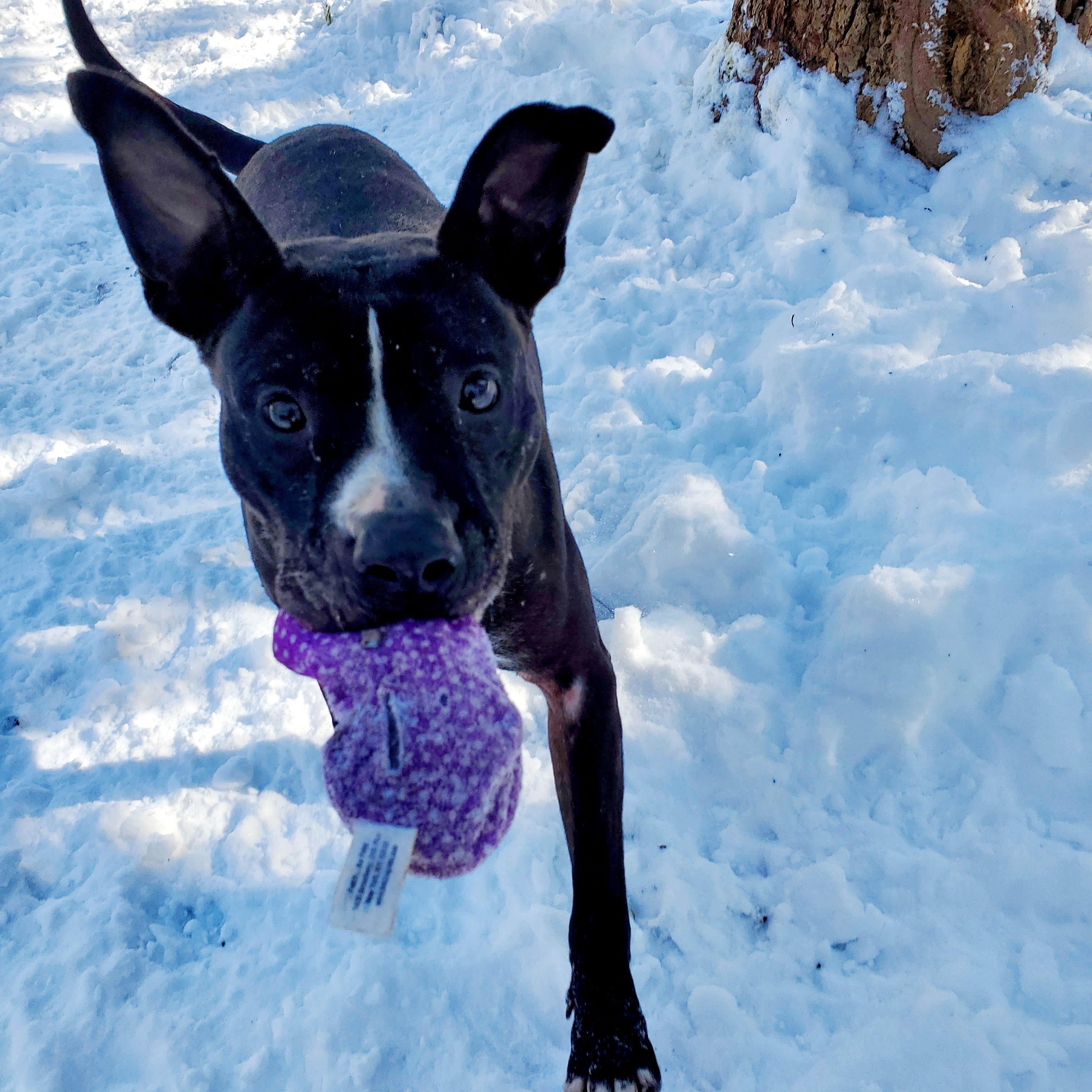 Animal, an adoptable Border Collie, Pit Bull Terrier in Aurora, MO, 65605 | Photo Image 2