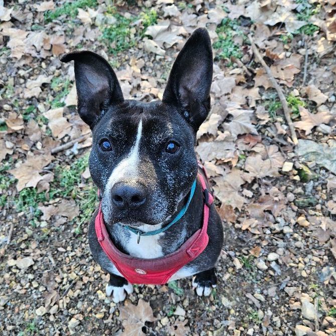 Animal, an adoptable Border Collie, Pit Bull Terrier in Aurora, MO, 65605 | Photo Image 3