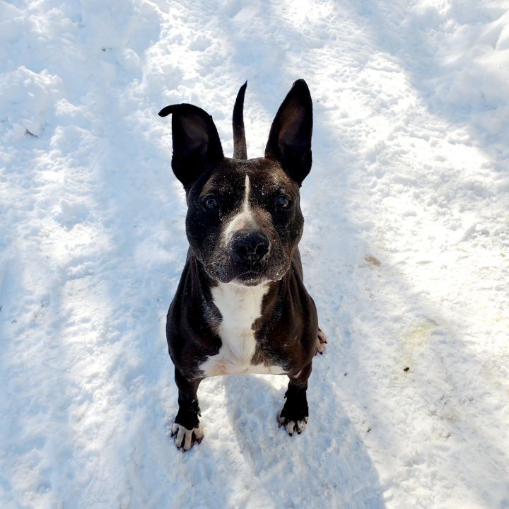 Animal, an adoptable Border Collie & Pit Bull Terrier Mix in Aurora, MO_image-6