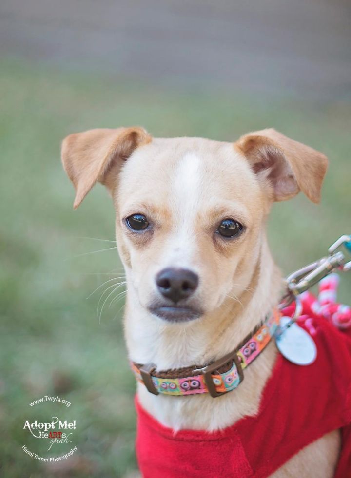 ButterCup, an adopted Chihuahua Mix in Kingwood, TX_image-1