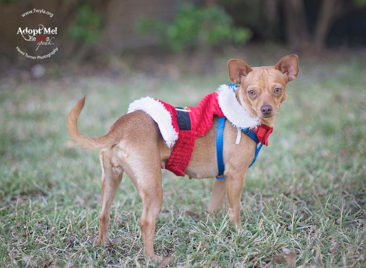 Honey, an adopted Chihuahua Mix in Kingwood, TX_image-3