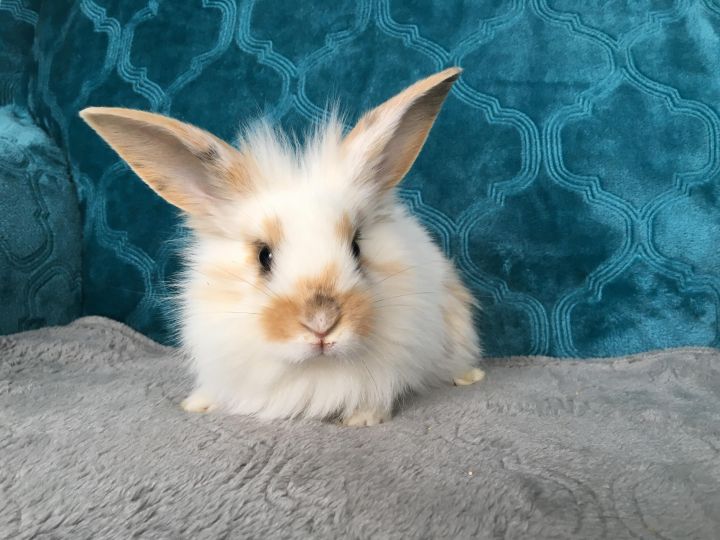 English Setter & Samoyed 2