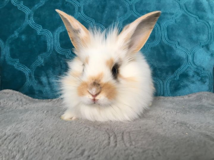 English Setter & Samoyed 3
