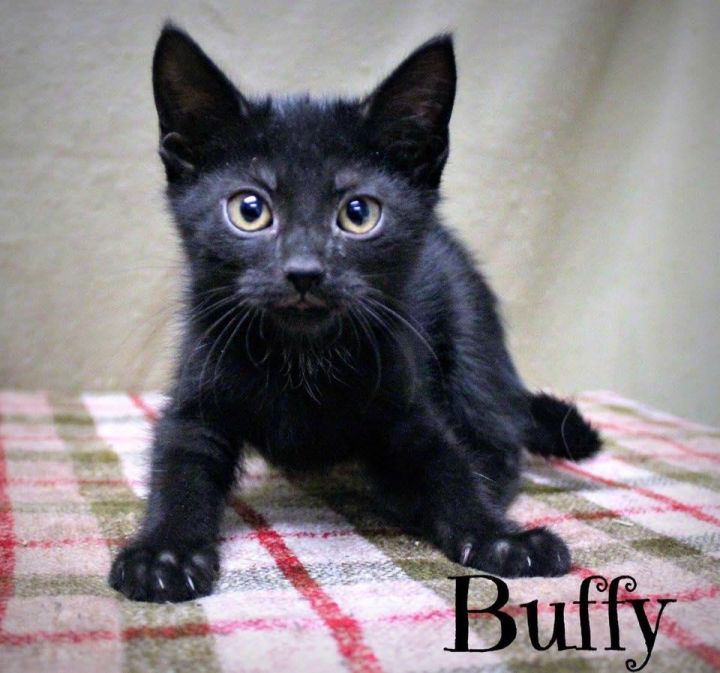 Buffy-Baby kitten born Oct 2016 3