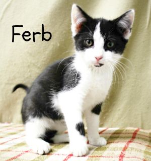 Ferb-Vocal, affectionate baby born Sept 2016