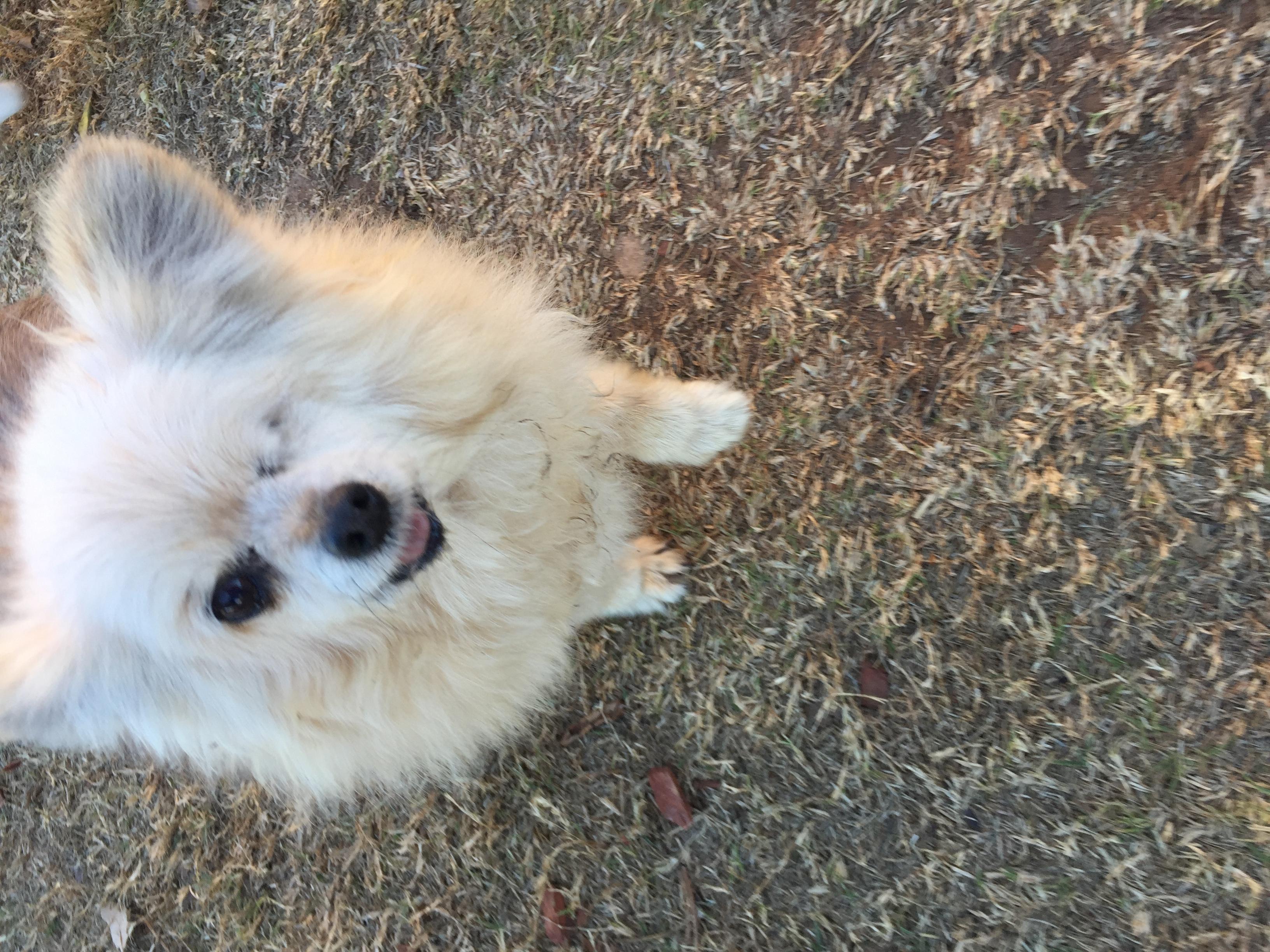 Babbs, an adoptable Chihuahua in Blanchard, OK, 73010 | Photo Image 1