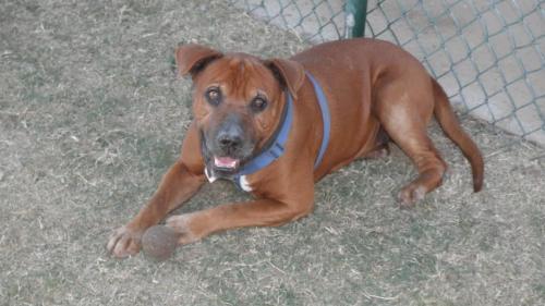 DARBY, an adoptable Shar-Pei, American Bulldog in Chandler, AZ, 85249 | Photo Image 1