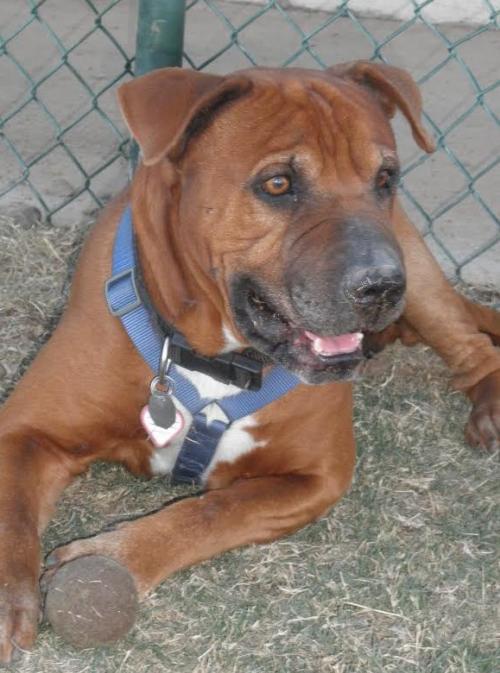 DARBY, an adoptable Shar-Pei, American Bulldog in Chandler, AZ, 85249 | Photo Image 2
