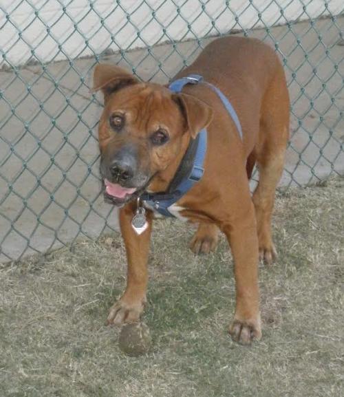 DARBY, an adoptable Shar-Pei, American Bulldog in Chandler, AZ, 85249 | Photo Image 3
