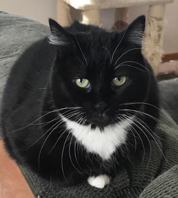 Cat For Adoption Daisy A Tuxedo Domestic Medium Hair Mix In