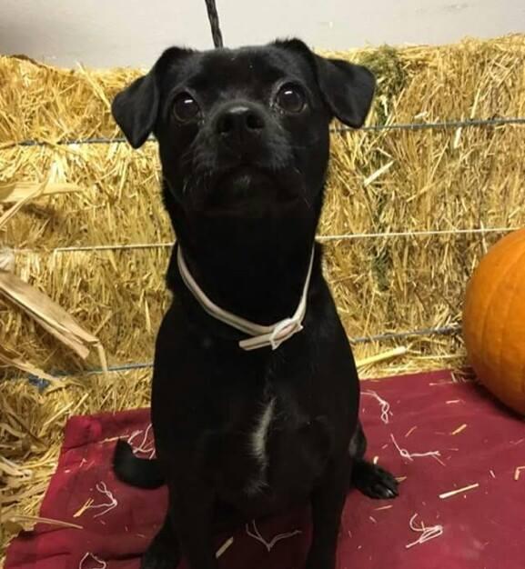 Raven, an adoptable Terrier in Reedsport, OR, 97467 | Photo Image 1