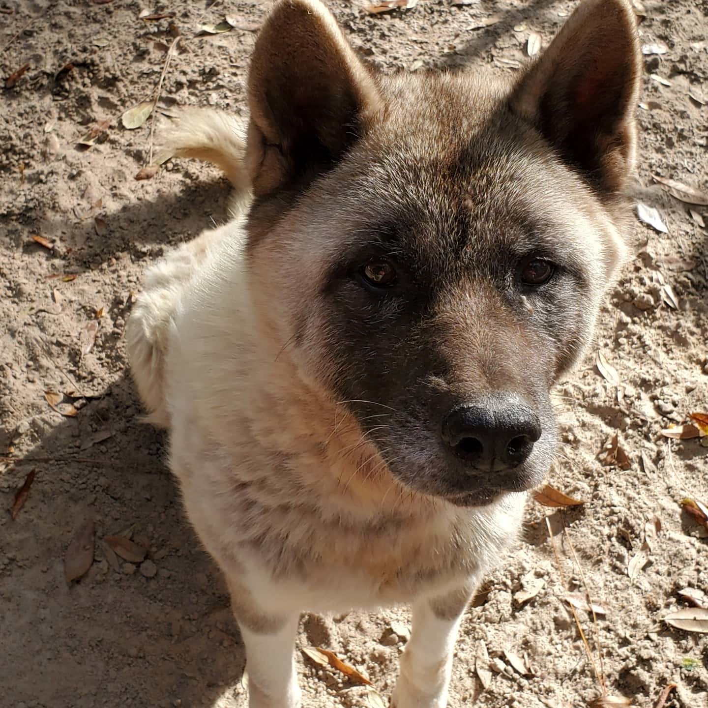 Dog for adoption - Ginger, an Akita in Jacksonville, FL | Petfinder