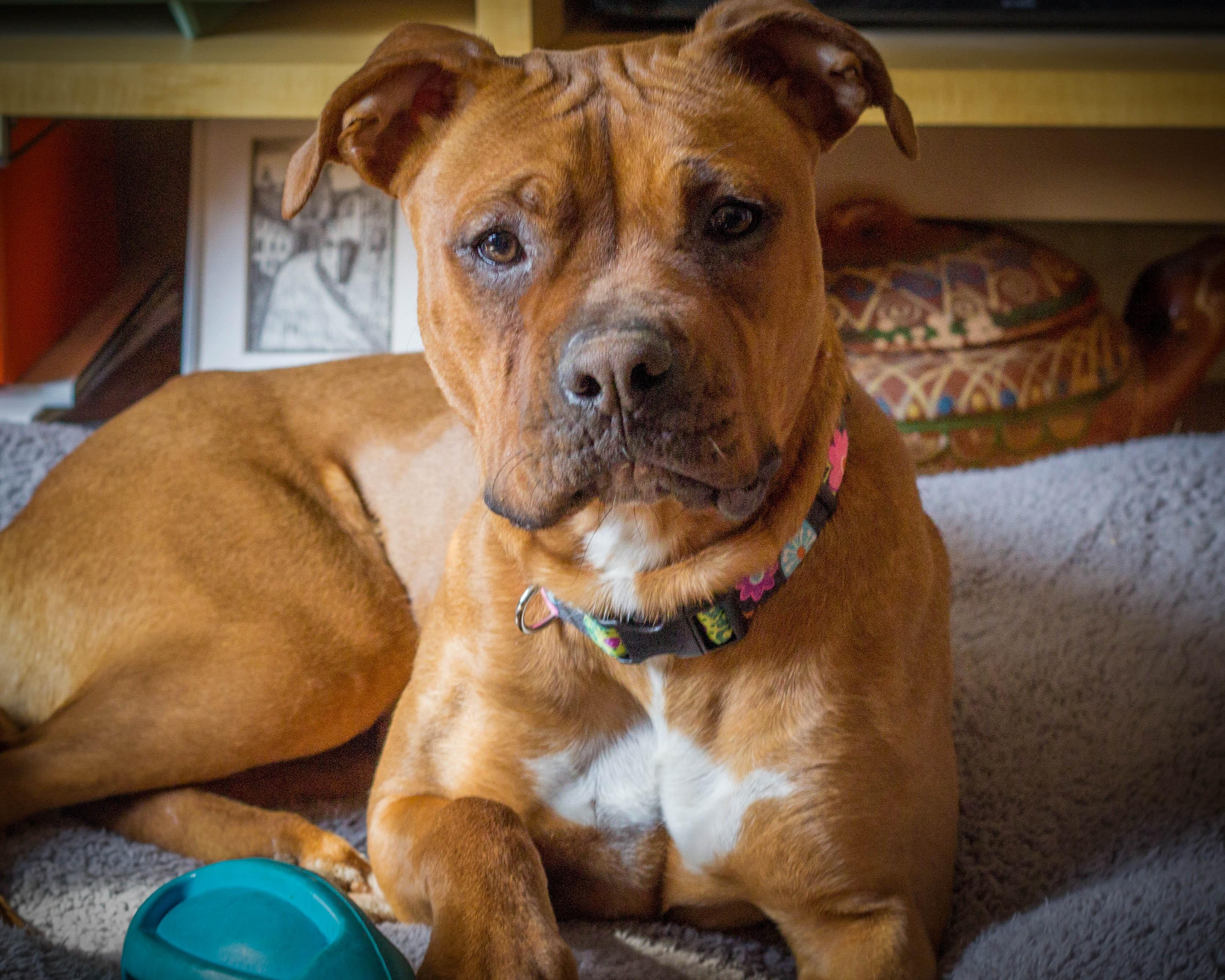 Lizzie, an adoptable Boxer, Terrier in Atlanta, GA, 30318 | Photo Image 1