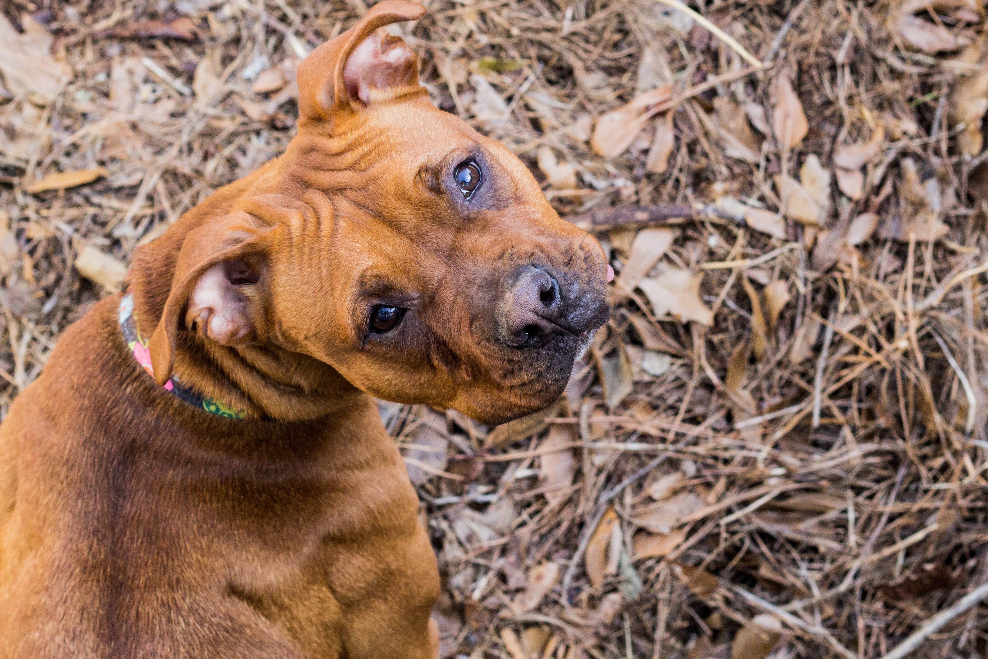 Lizzie, an adoptable Boxer, Terrier in Atlanta, GA, 30318 | Photo Image 2