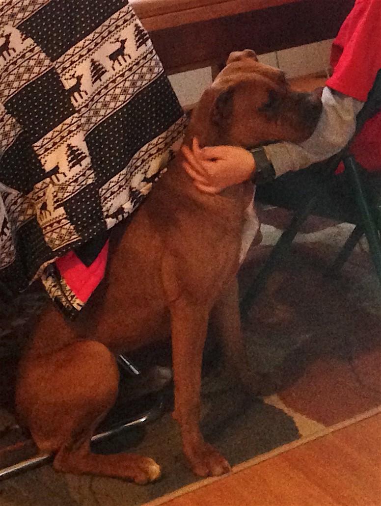 Lizzie, an adoptable Boxer, Terrier in Atlanta, GA, 30318 | Photo Image 3